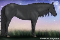 Horse Color:Black  and Black 