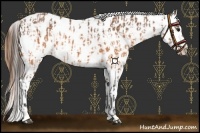 Horse Color:Buckskin Appaloosa and Sable Cream Champagne Appaloosa