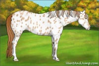 Horse Color:Gold Champagne Roan Appaloosa 