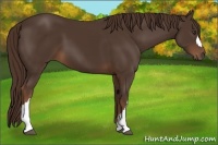 Horse Color:Liver Chestnut