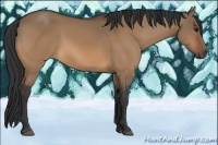 Horse Color:Bay Dun
