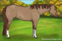 Horse Color:Red Dun 