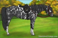 Horse Color:Black Appaloosa  and Black 