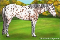 Horse Color:Brown Appaloosa and Brown Appaloosa