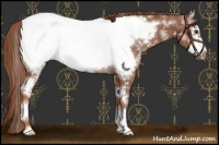 Horse Color:White Spotted Chestnut Frame Appaloosa Rabicano