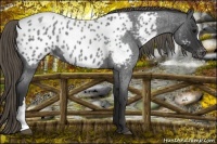 Horse Color:Smoky Blue Roan Near Leopard 