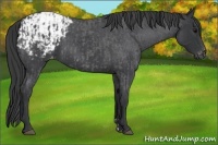 Horse Color:Blue Roan  and Blue Roan Blanket 