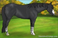 Horse Color:Black  and Black 