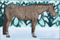 Horse Color:Black  and Classic Champagne 