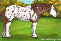 Horse Color:Chestnut Splash Appaloosa