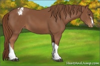 Horse Color:Chestnut Appaloosa