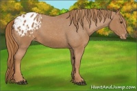 Horse Color:Chestnut Appaloosa
