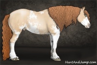 Horse Color:Sable Champagne Pearl Sabino