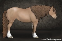 Horse Color:Black Pearl Sabino