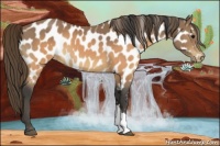 Horse Color:Buckskin Appaloosa
