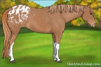 Horse Color:Chestnut Appaloosa 