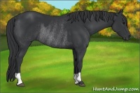 Horse Color:Black  and Black Rabicano 