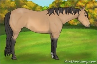 Horse Color:Buckskin 