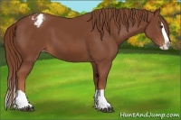Horse Color:Chestnut Splash Appaloosa 