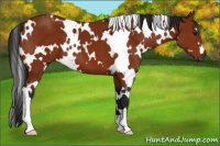 Horse Color:Gray White Spotted Bay 