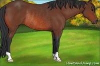 Horse Color:Bay Rabicano 