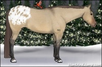 Horse Color:Bay Dun Appaloosa 