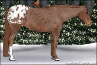 Horse Color:Chestnut Appaloosa