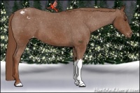 Horse Color:Chestnut Appaloosa 