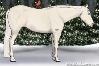 Horse Color:Cremello 