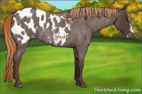 Horse Color:Liver Red Roan Splash Frame Appaloosa 