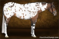Horse Color:White Spotted Buckskin Appaloosa 