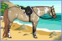 Horse Color:White Spotted Liver Red Dun Sabino 