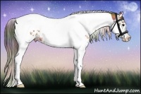 Horse Color:Nacre Bay Splash Tobiano Appaloosa