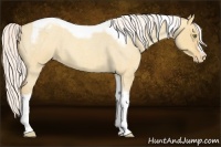 Horse Color:Silver Amber Champagne Roan Dun Splash Tobiano Frame Appaloosa Rabicano 