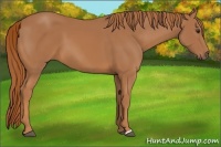 Horse Color:Chestnut 