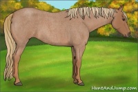 Horse Color:Red Roan 