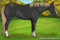 Horse Color:White Spotted Liver Chestnut 