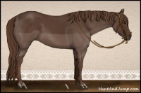 Horse Color:Liver Chestnut 