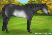 Horse Color:Brown Chinchilla Rabicano and Brown Chinchilla Rabicano