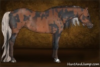 Horse Color:Brown Rabicano  and Silver Brown Rabicano 