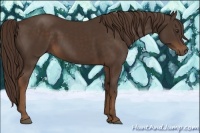 Horse Color:Liver Chestnut 
