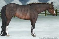 Horse Color:Brown Rabicano  and Brown Rabicano 