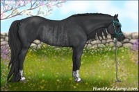 Horse Color:Black and Black Rabicano