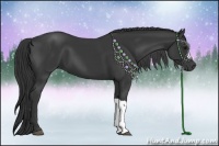 Horse Color:Black 