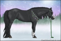 Horse Color:Black 