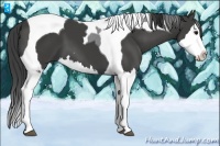 Horse Color:Smoky Black Splash Tobiano