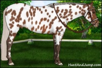 Horse Color:Silver Bay Near Leopard 
