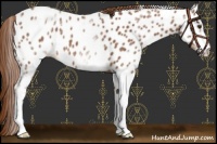 Horse Color:White Spotted Red Roan Appaloosa