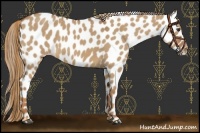 Horse Color:Red Dun Roan Leopard 