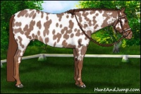 Horse Color:Red Roan Near Leopard 